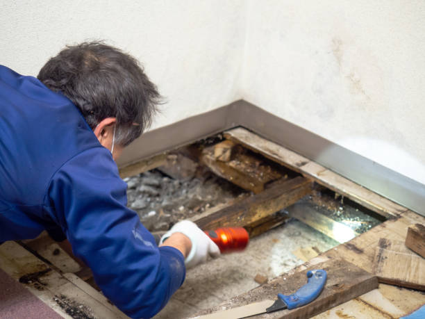 Best Industrial Mold Remediation in North Decatur, GA