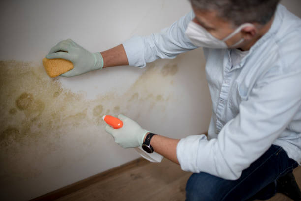 Best Crawl Space Mold Remediation in North Decatur, GA
