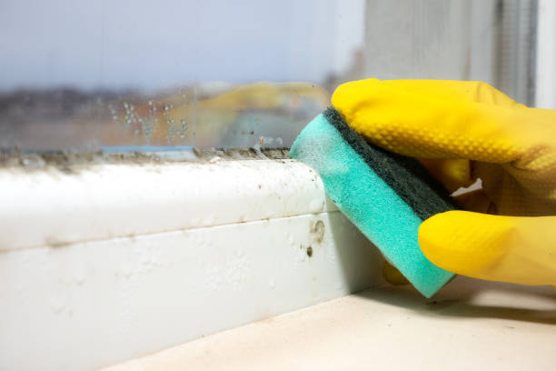 Best Insurance-Related Mold Remediation in North Decatur, GA