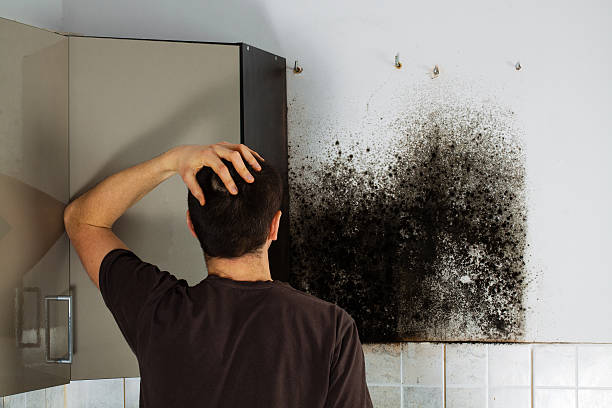 Best Kitchen Mold Remediation in North Decatur, GA